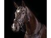 Collegiate Rode Gold Crystal Flash Bridle