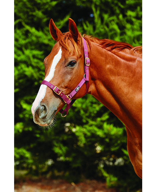 Saxon Nylon Brass Webbing Halter 