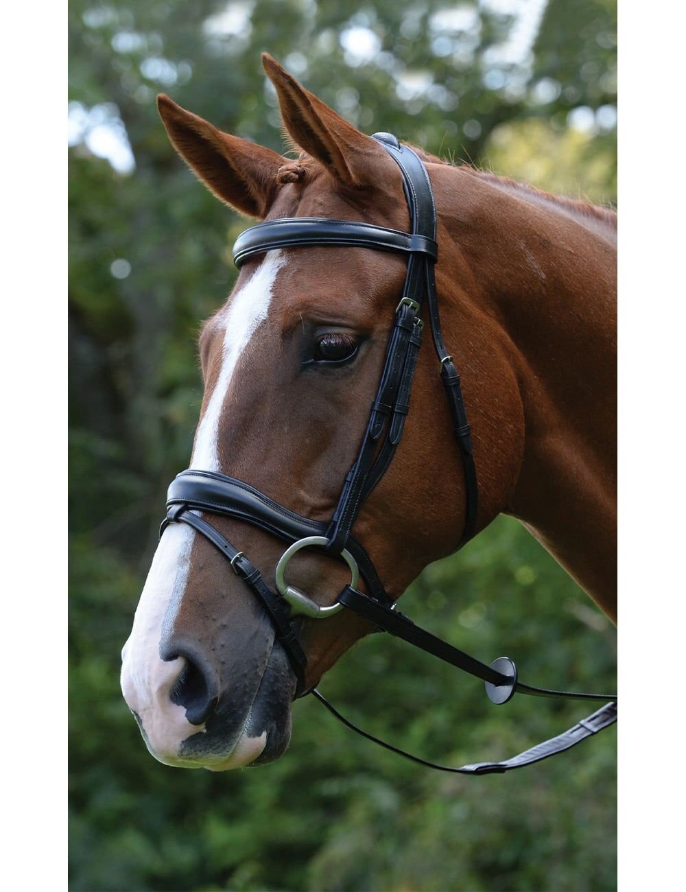 Kincade Comfort Anatomical Flash Bridle - Horse-Bridles : Richmond ...