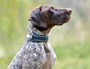 Weatherbeeta Explorer Dog Collar