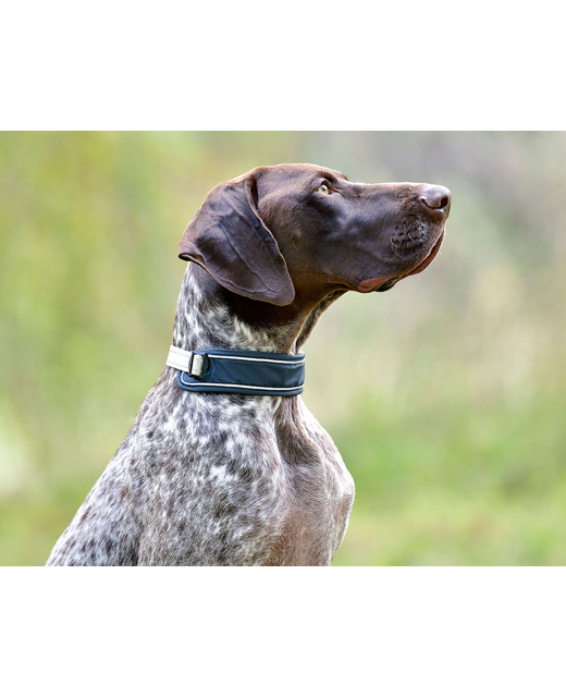 Weatherbeeta Explorer Dog Collar