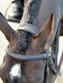 Collegiate Comfitec Opulux Fancy Stitch Padded Hanoverian Bridle