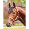 Roma Stripe Headcollar