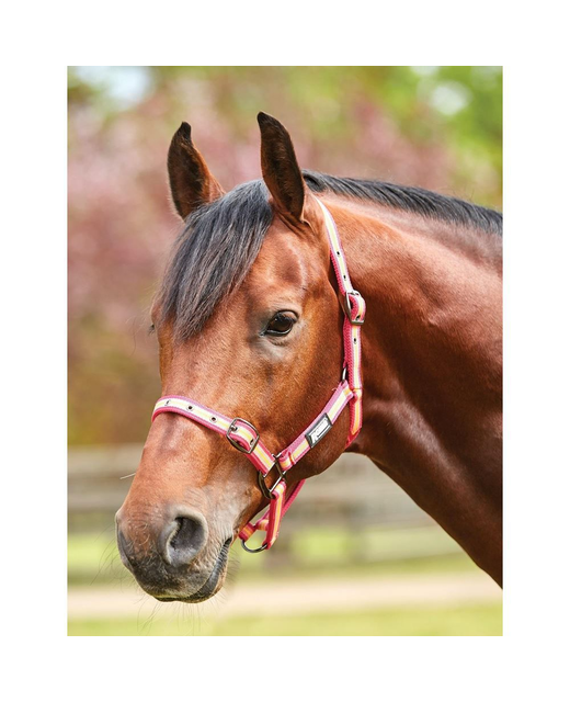 Roma Stripe Headcollar